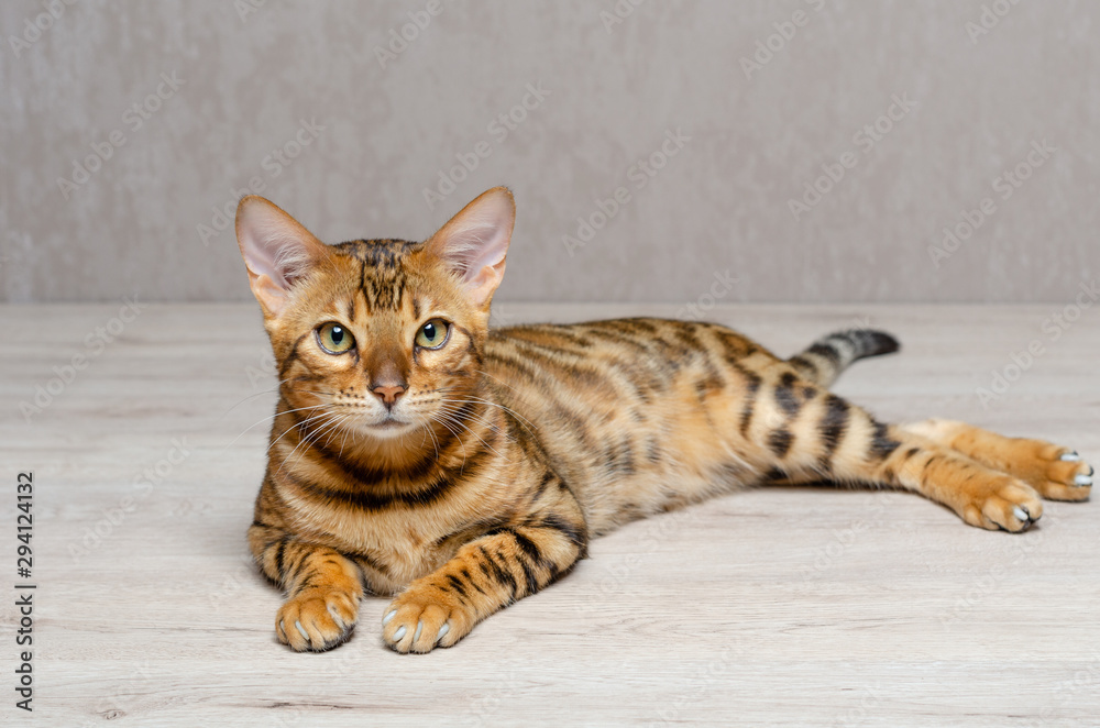 Obraz premium little bengal cat is sitting on the table and looking in front