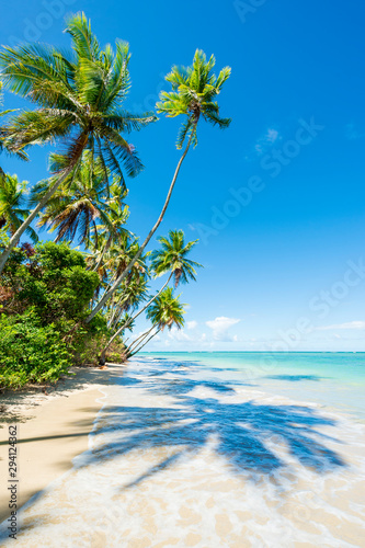Fototapeta Naklejka Na Ścianę i Meble -  Palm trees casting shadows on a tropical Brazilian beach on a remote island in Bahia Nordeste Brazil