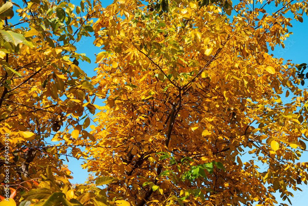 Red, yellow and green leaves on tree branches under blue sky. Autumn seasonal scene. Natural fall background Red, yellow and green leaves on tree branches under blue sky. Autumn seasonal scene. Natural fall background