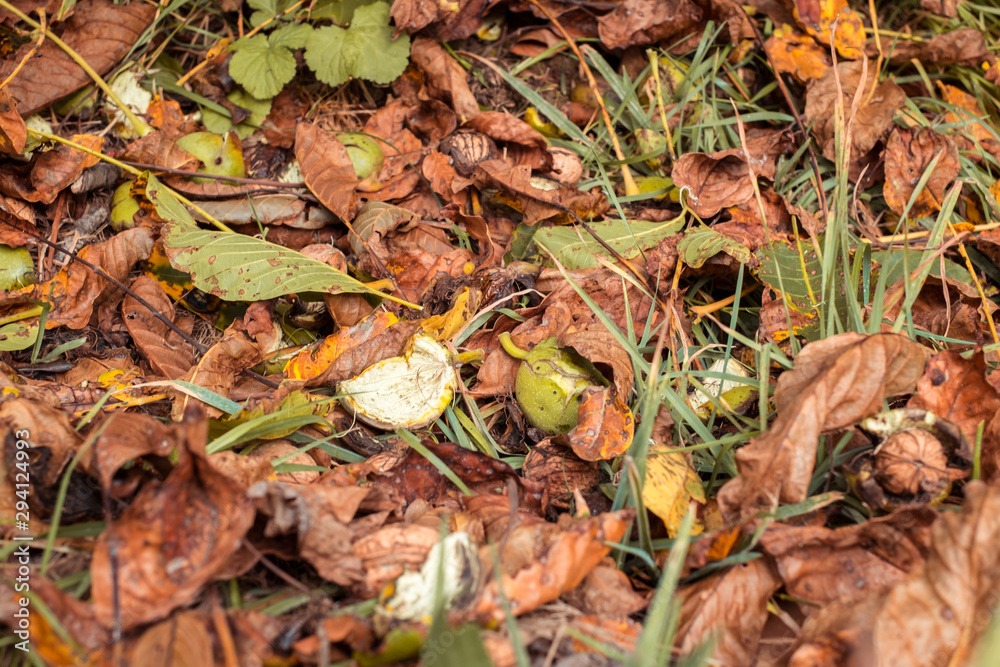 fallen walnuts in the grass