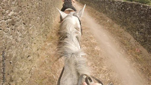 White Horse Walking And Trotting