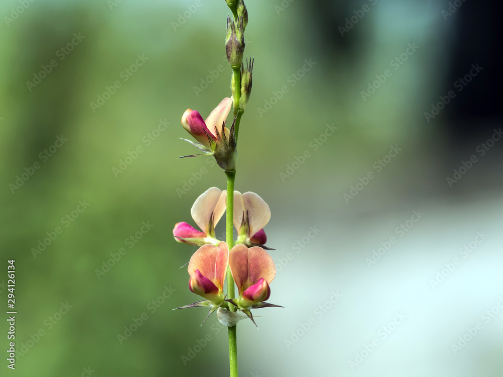 oil paint flower and light green background.