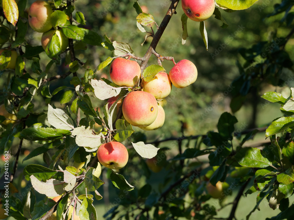 Malus domestica | Kleine Äpfel von einem alten Apfelbaum in einem Obstgarten