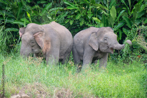 Elefante pigmeo de Borneo photo