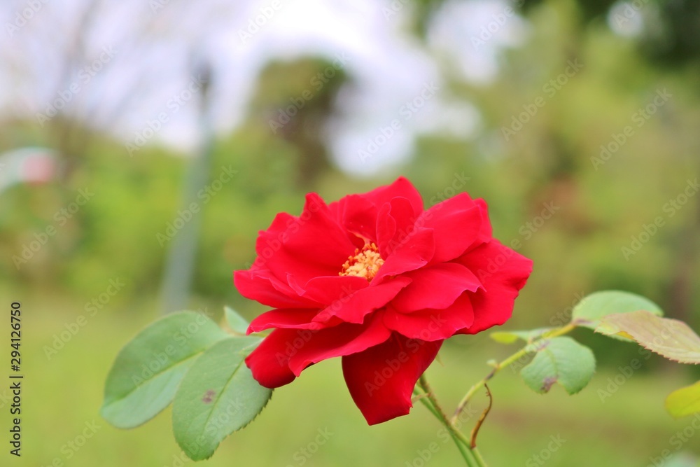 Obraz premium ばら 秋 風景 杤木