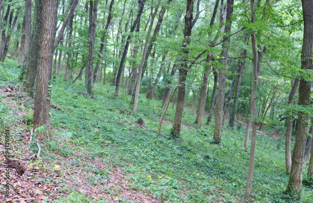 Obraz premium 緑の中 森 秋 風景 杤木