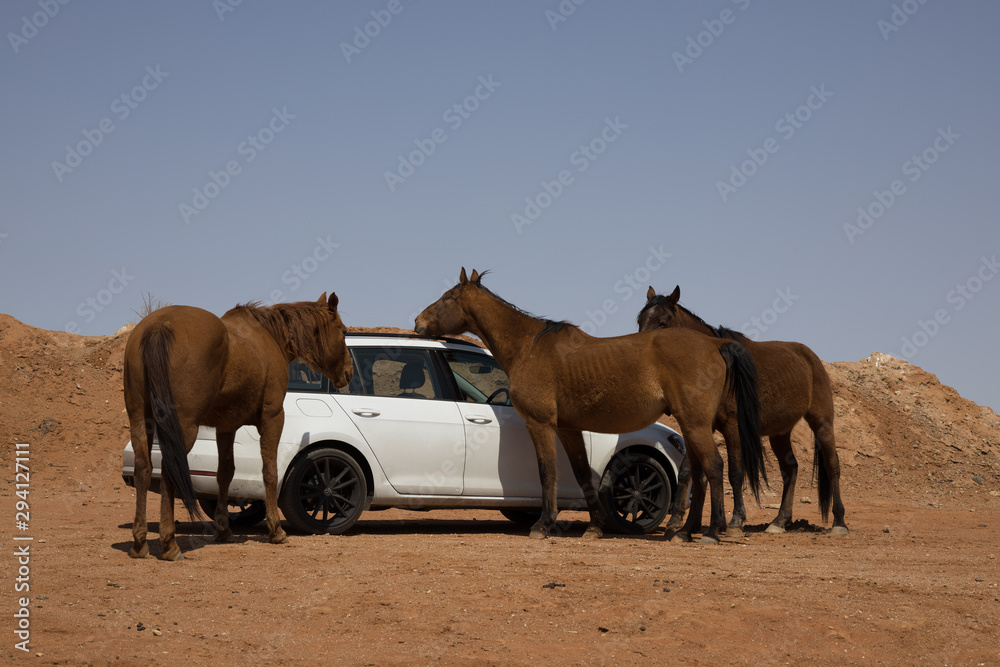 Naklejka premium horses with car