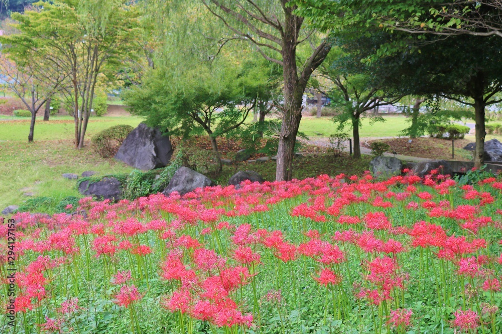 風景 森 彼岸花 秋 杤木 風景 森 彼岸花 秋 杤木