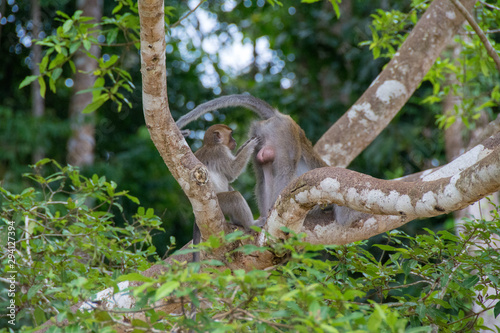 Macaco en Borneo