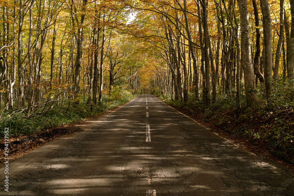 Fototapeta premium 青森県奥入瀬渓流の森の紅葉のアーチ
