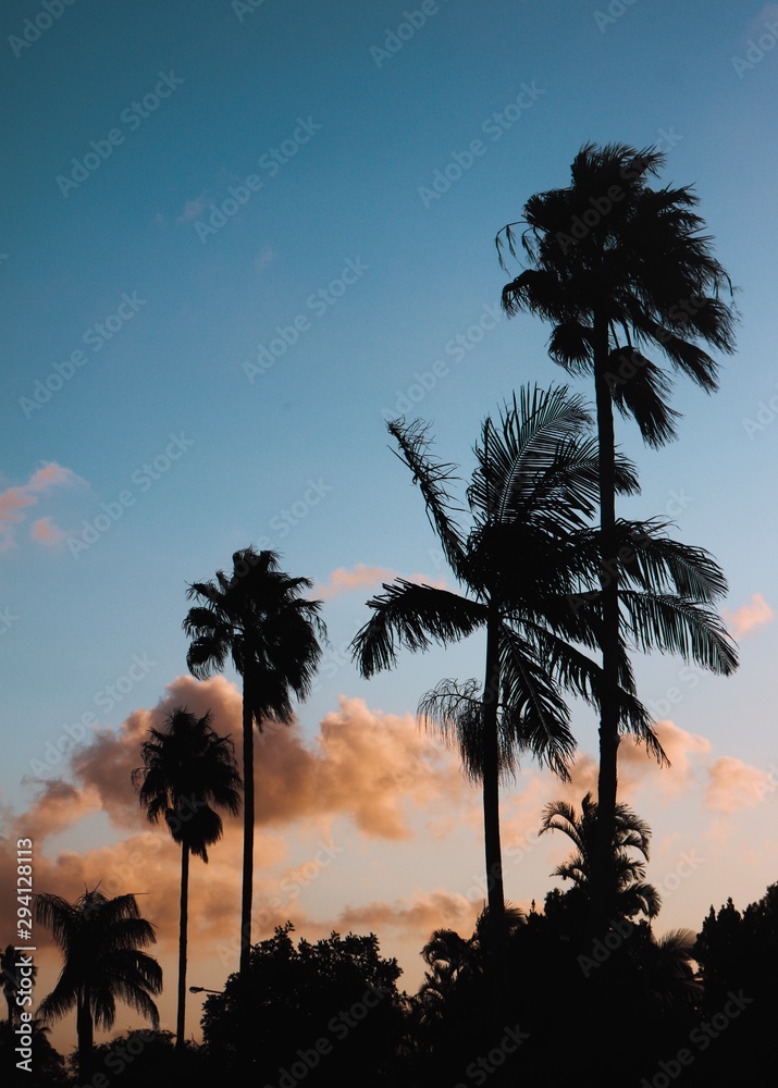 Obraz premium palm trees at sunset