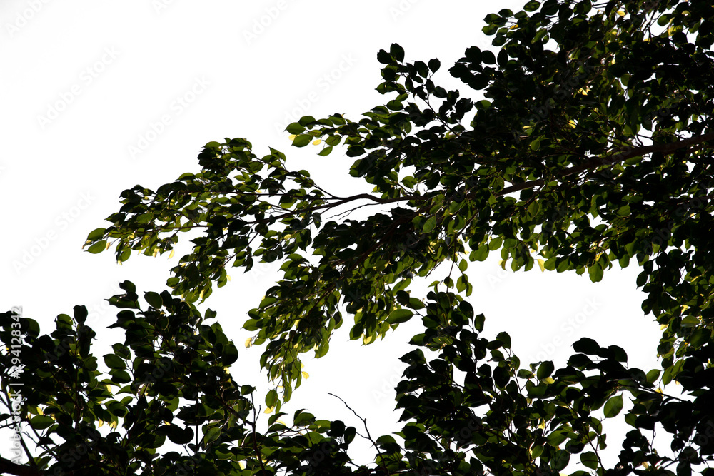green leaf isolated on white background green leaf isolated on white background
