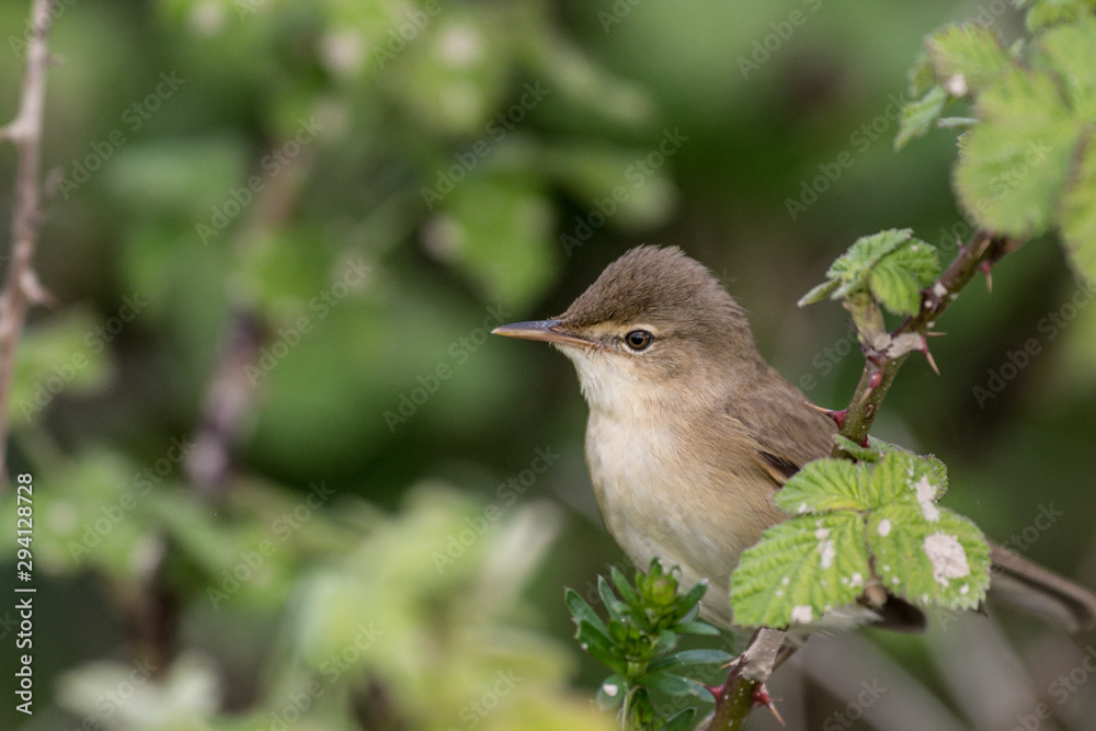 Fototapeta premium Teichrohrsänger