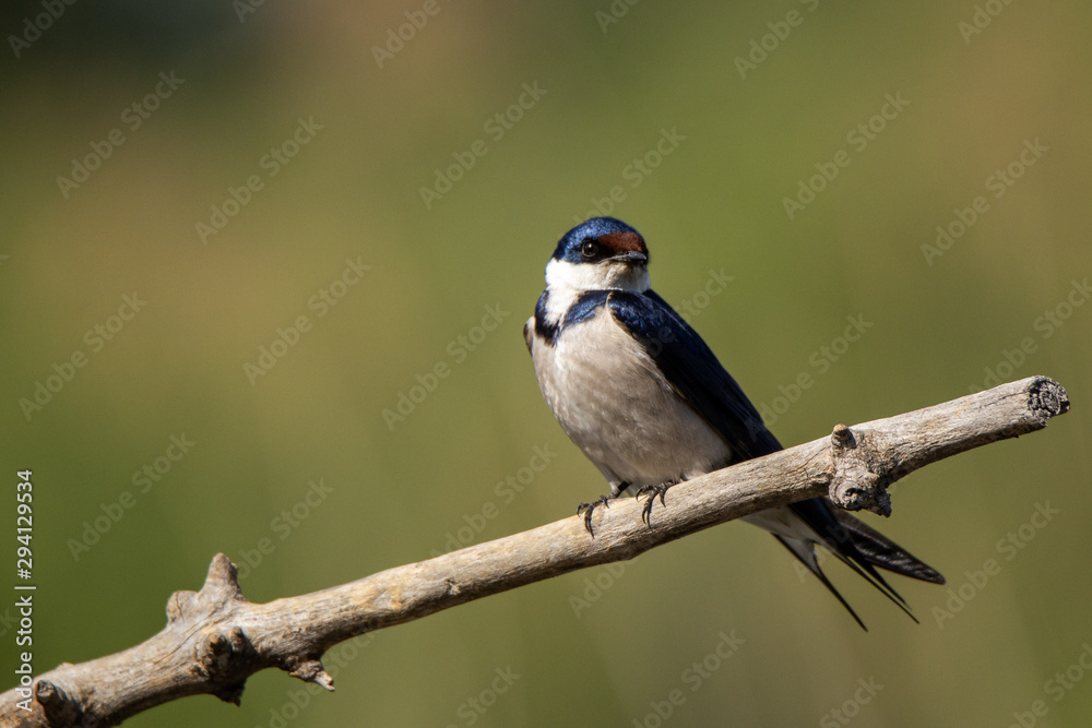 White throated Swallow