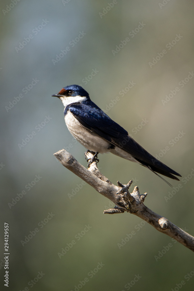 Fototapeta premium bird on a branch