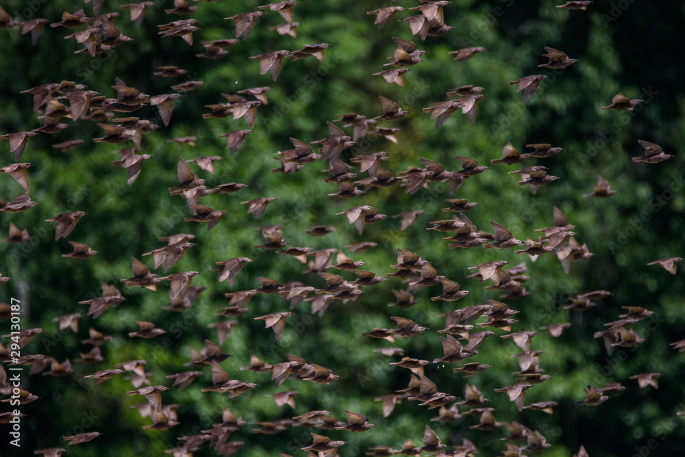 Huge crowd of common starling birds flying over field at countryside. Huge crowd of common starling birds flying over field at countryside.