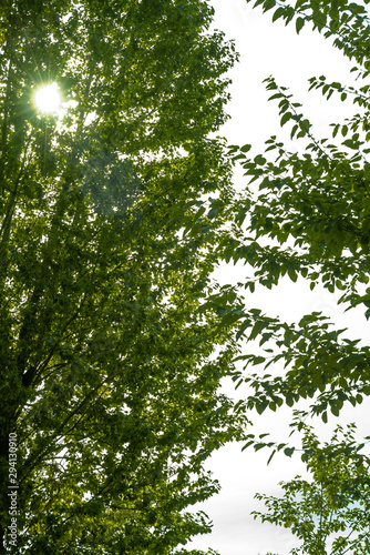 Green background with sunbeams passing through tree branches