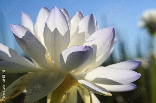 Close-up of a native Australian water lily (Nymphaea violacea) in the wild