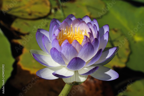 Close-up of a native Australian water lily (Nymphaea violacea) in the wild