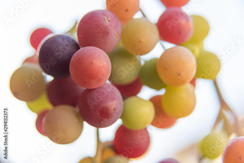 Bright grape fruits illuminated by sunlight are intended for the production of wine and juice.