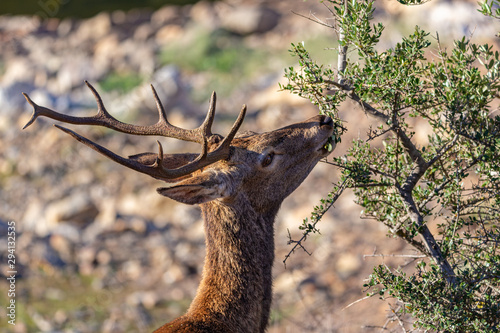 Deer eating in the Monfrague National Park. Extremadura. Spain. photo