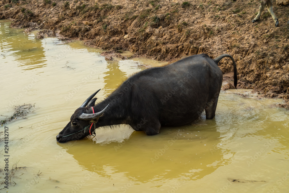 Wild buffaloes in the waters of the Mekong in Cambodia, Asia Wild buffaloes in the waters of the Mekong in Cambodia, Asia