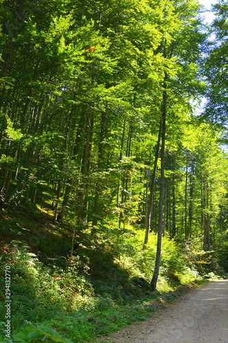 Fototapeta Naklejka Na Ścianę i Meble -  Wonderful landscape in the forests of Transylvania, Romania. Green landscape in the midsummer, in a sunny day