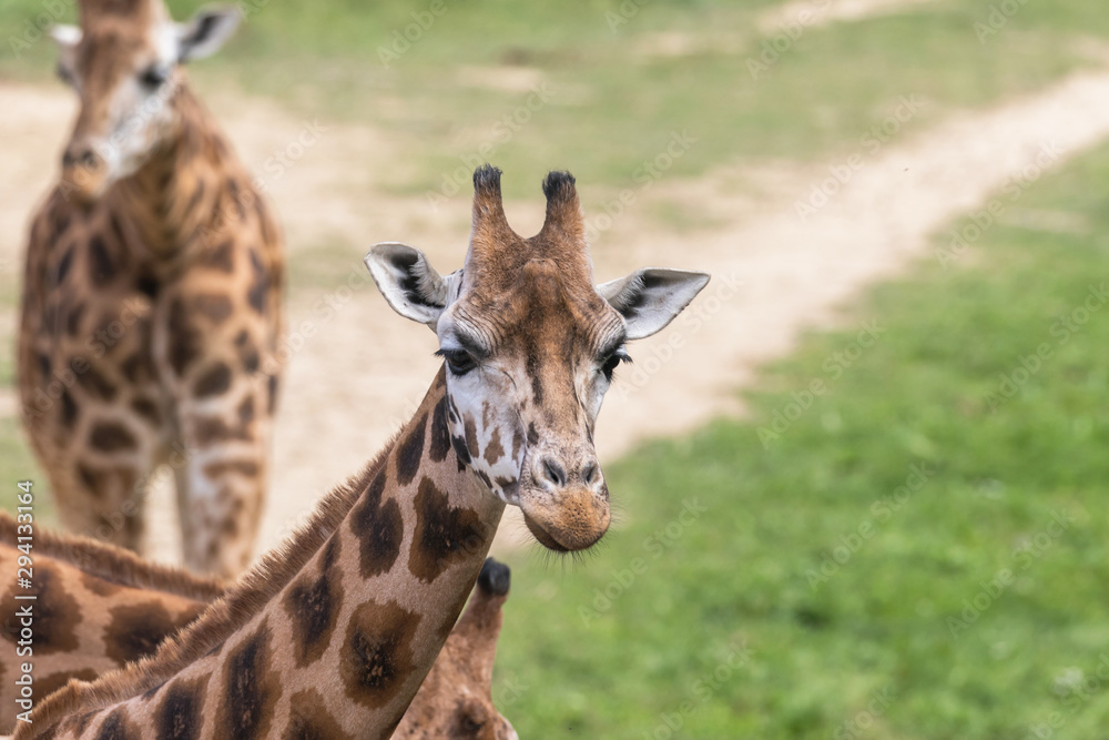 Obraz premium Portrait of two Rothschild Giraffes outdoors. Horizontally.
