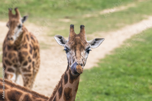 Portrait of two Rothschild Giraffes outdoors. The foreground is sticking tongue out