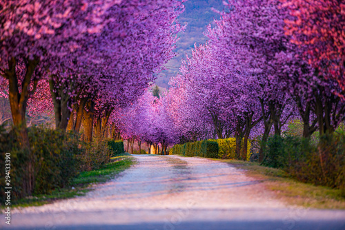 Wild cherry trees flowers