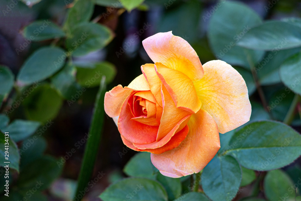 Rosa naranja