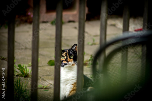 Curious calico cat with green eyes looking directly at you through the bars of a garden fence in a backyard. 