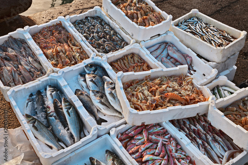 Photography fish and crustaceans on the quay of the Adriatic sea fishing port