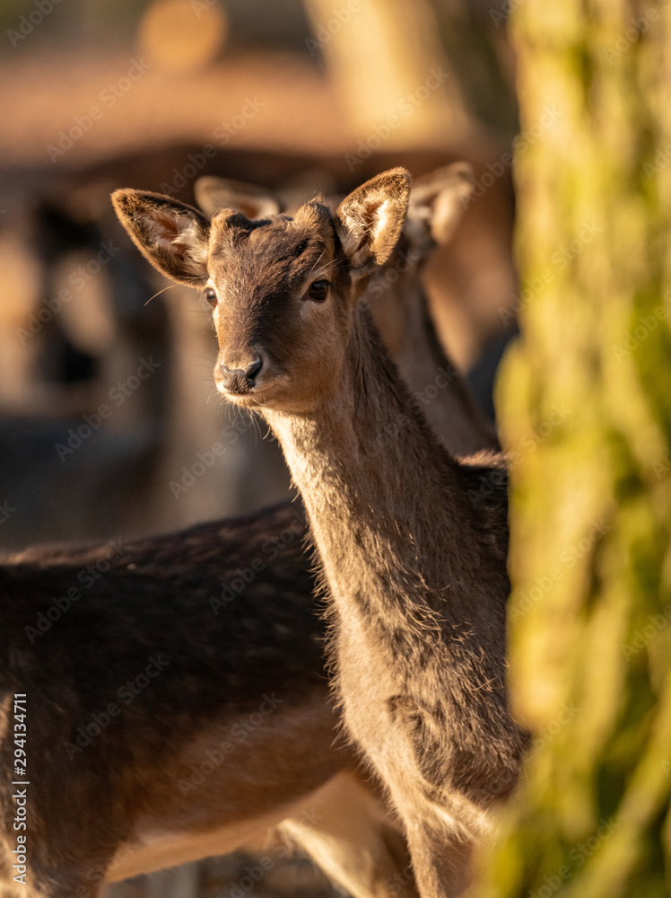 Obraz premium young deer in the forest