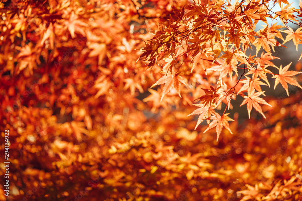 Autumn maple momiji leaf. Seasonal natural foliage in fall season. Natural background with copy space.