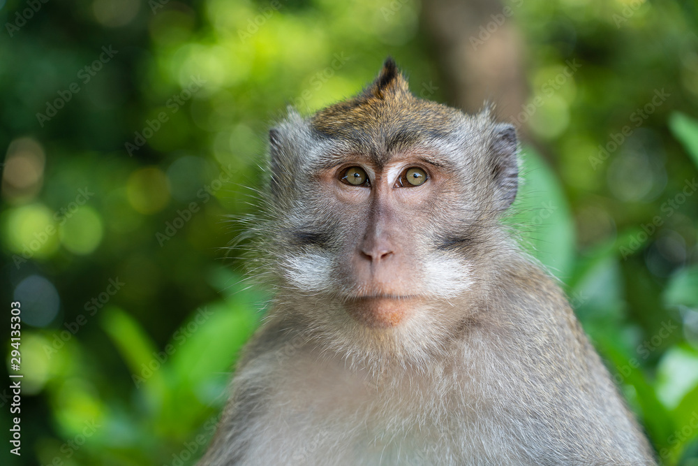 Wild monkey family at sacred monkey forest in Ubud, island Bali, Indonesia Wild monkey family at sacred monkey forest in Ubud, island Bali, Indonesia
