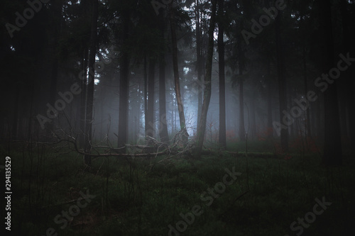 Dark misty forrest scene with dead trees shot on a foggy autumn morning. Trees with woodpecker den. Very moody, spooky and dark edit.