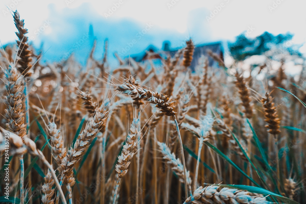 Fototapeta premium Finnish autumn