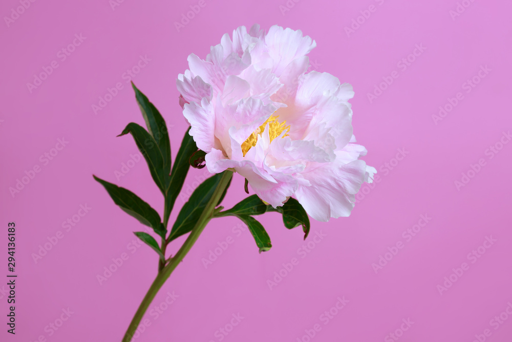 Gently pink peony flower isolated on a bright pink background.