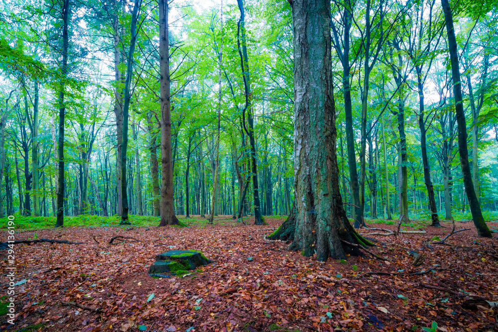 Obraz premium Herbst im Wald auf Insel Rügen