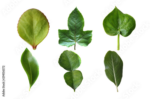 real tree Leaves set collection in isolated on white background, clipping path