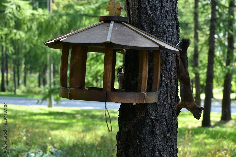 woodpecker flew to eat nuts in a squirrel feeder woodpecker flew to eat nuts in a squirrel feeder