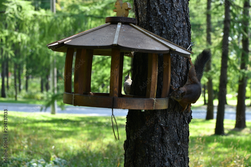 squirrel in the park eats nuts squirrel in the park eats nuts