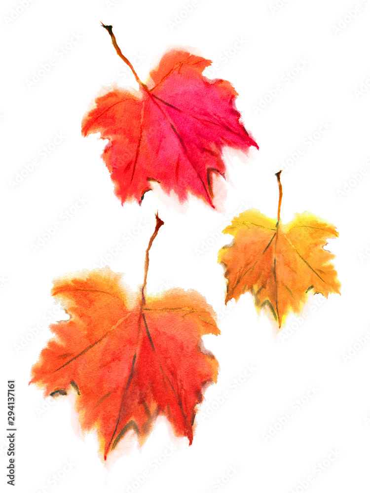 Falling Maple Leaf Drawing