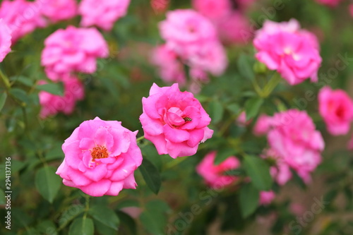 Rose flower garden in Okayama,Japan