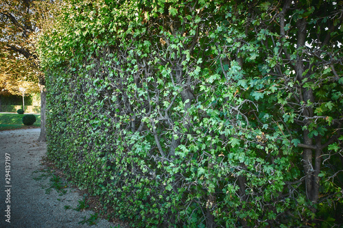 Fototapeta Naklejka Na Ścianę i Meble -  green evenly cut bushes in the summer garden
