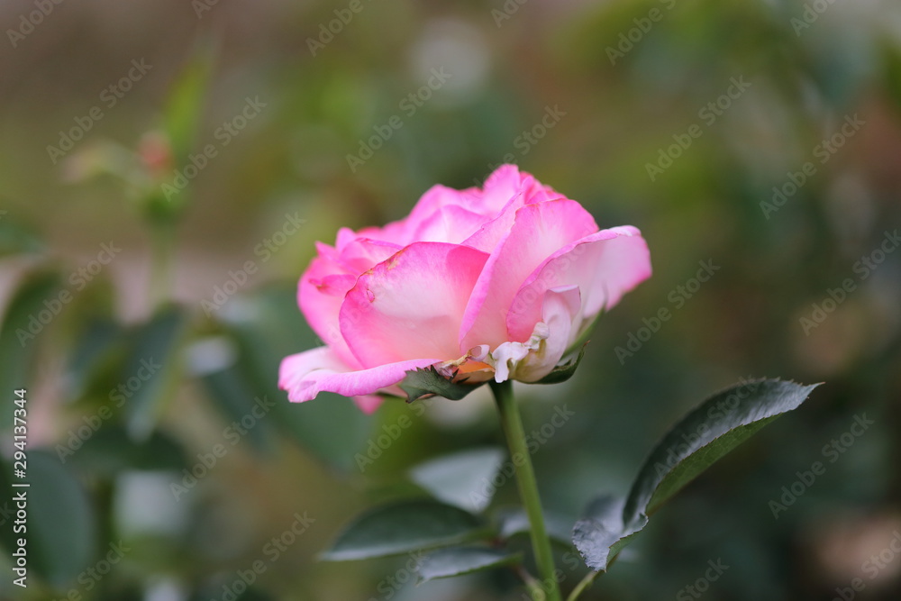 Rose flower garden in Okayama,Japan