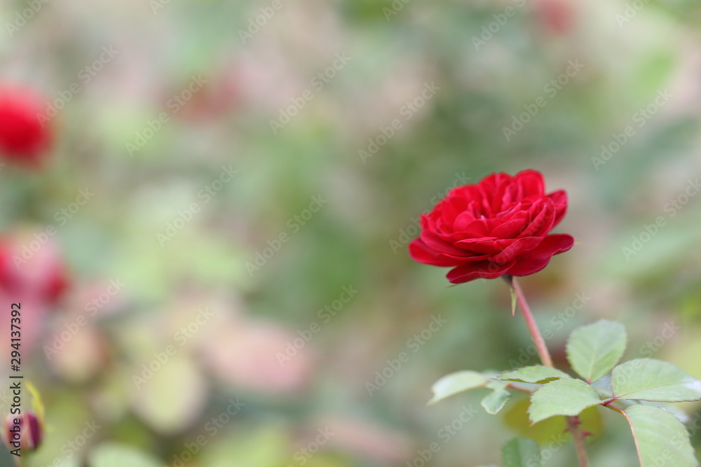 Obraz premium Rose flower garden in Okayama,Japan