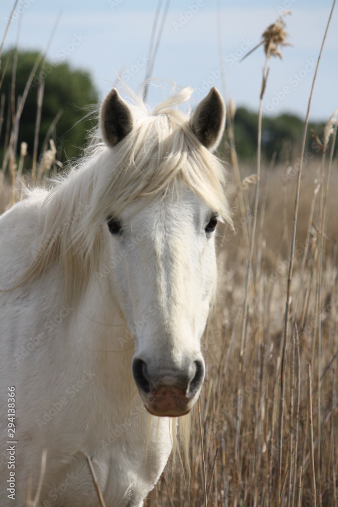 Obraz premium Camargue-Pferd