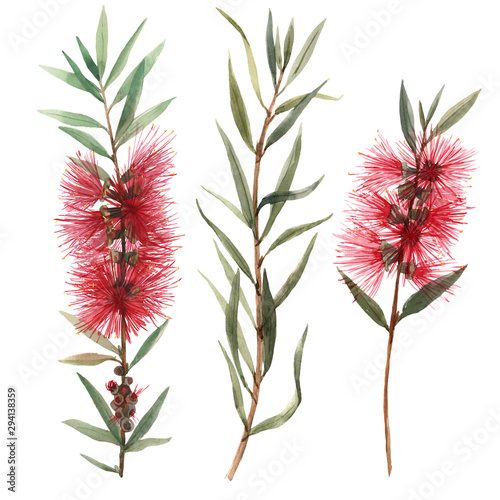 Watercolor australian callistemon flowers illustration photo